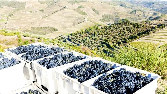Wine Tour “Douro Valley”